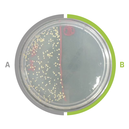 Figure 3. Using a luminometer, a test was performed to check the bacterial elimination of the treated aluminum surface. A few hundred colony forming units are visible on the non treated surface (a), while none were detected on the antimicrobial treated surface (b). 