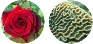 Figure 3. The rose is a perfect example of single-point polarization, in which polarization at the center of the bloom sets the radial spacing of each petal (left). The natural order of a coral reef is an example of multi-point polarization, in which the uniformity of the polarization of each coral maintains the shape and health of the reef (right).